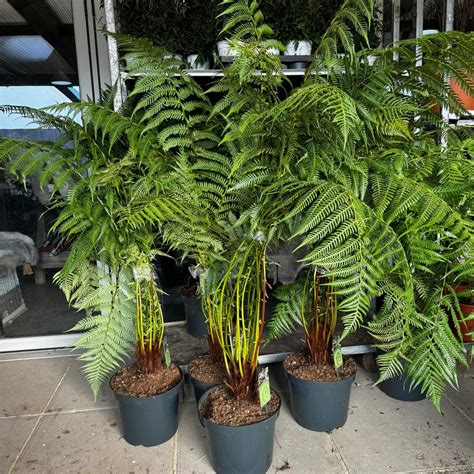 Spalding Farm Shop, Gift & Seasonal Plant Centre | Spalding