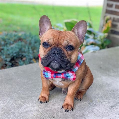 Beautiful frenchie pups for sale, 2 chocolate females 1 blue male 1 lavender male beautiful large pups both parents kc reg but pups wont be coming with kc. French Bulldog Puppies For Sale Under 1000 - Animal Friends