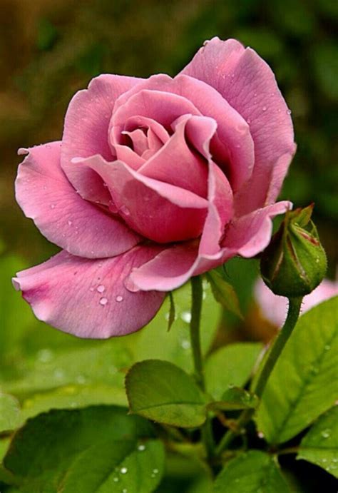 One of the most beautiful roses in the world also known as ambridge rose, is the world's most expensive rose founded by american breeder david austin. Beautiful pink rose. | Virágok, Rózsa