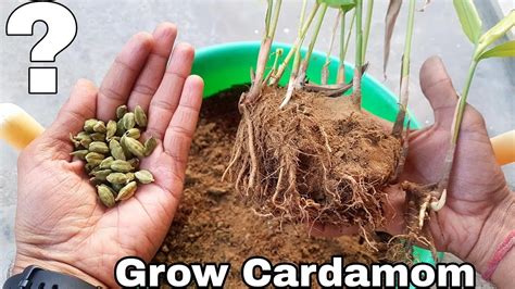 Apr 26, 2021 · harvesting cardamom 1. How to grow Cardamom, How to grow Cardamom plant - YouTube