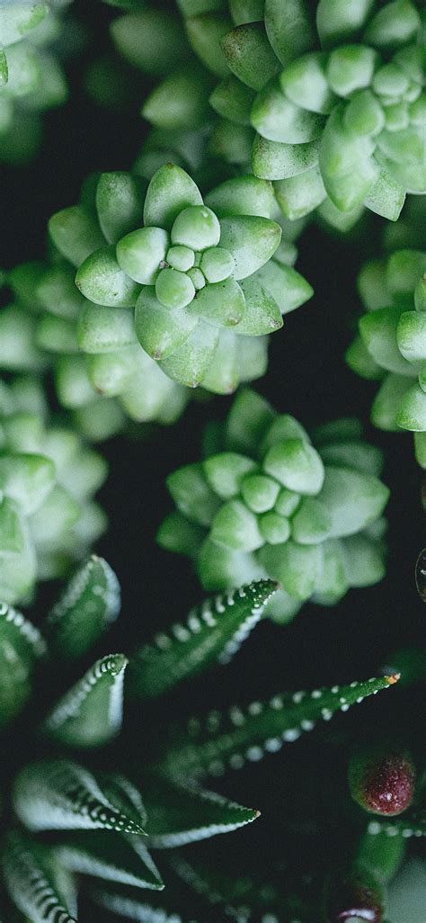 Maybe you would like to learn more about one of these? Plants Wallpaper for iPhone 11, Pro Max, X, 8, 7, 6 - Free ...