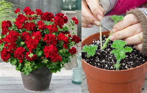 How To Propagate Geraniums Very Easily From Stems Cuttings Global