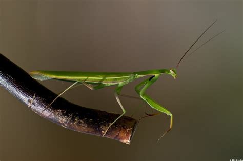 Insects Mantis Mante Religieuse Nature Macro Closeup Zoom Wallpaper
