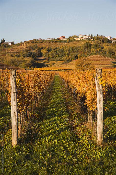 Vineyards In Autumn By Mauro Grigollo Autumn Vineyard Stocksy United