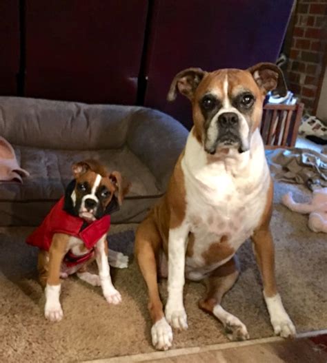 At hope advanced veterinary center, you can put your worries to rest knowing that our doctors and staff always put the needs of your pet first. Southern Oaks Animal Hospital In Hope Mills Nc - Animal West