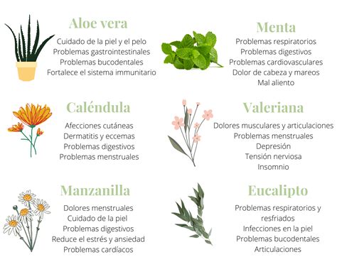 Jardín terapéutico beneficios y cómo crearlo Plantarum