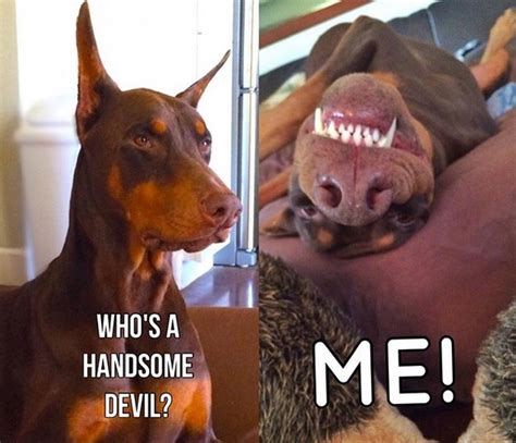 14 Funny Doberman Memes That Will Make Your Day Petpress