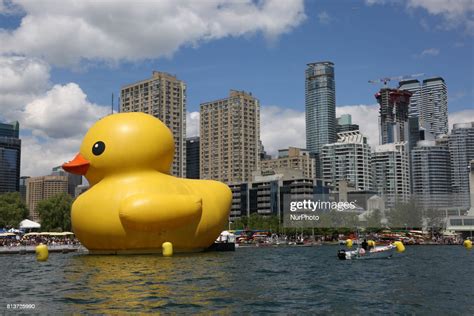The Worlds Largest Rubber Duck Pictured Along The Skyline Of Toronto