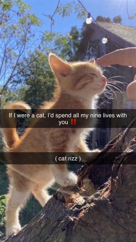 Rizz Pt1 ‼️ In 2023 Funny Animal Memes Silly Cats Funny Cat Pictures