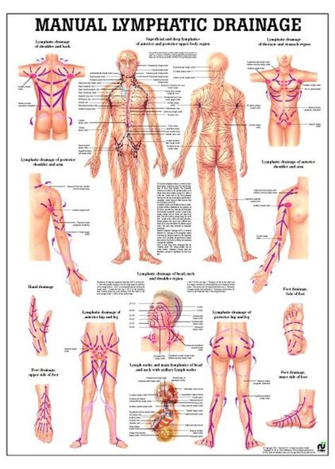 Lymphatic Drainage Laminated Anatomy Chart In Lymphatic Drainage