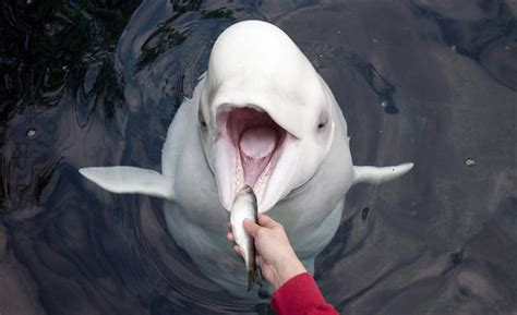 Keep Your Distance From Playful Belugas Animal Welfare Experts