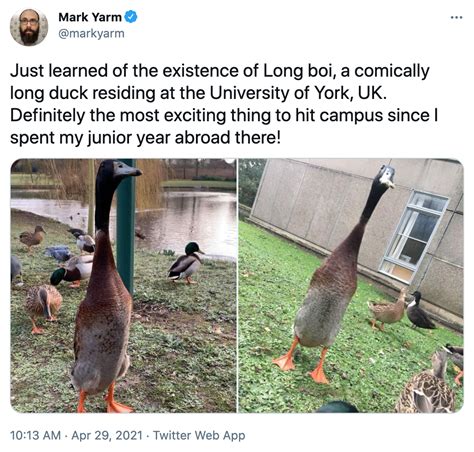 Exciting Long Boi Duck Know Your Meme
