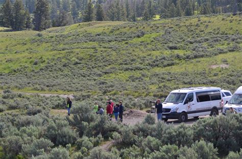 The Wonder Of Wolf Watching Yellowstone National Park