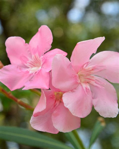 Nerium Oleander ‘petite Pink Dwarf Oleander Plantvine