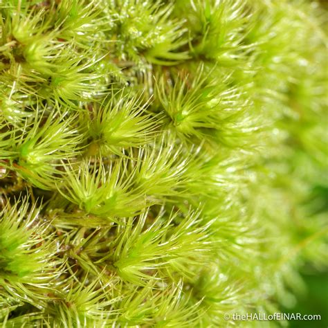The main difference between liverworts and the mosses is that the liverworts have a gametophyte that is a foliose or a thallose, whereas the mosses have a gametophyte that is a prostate, branched filamentous structure. Ferns, mosses and liverworts - the HALL of EINAR