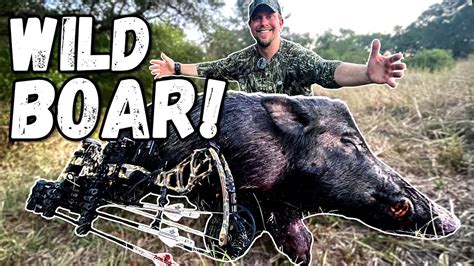 Huge Wild Boar 🐗 Bowhunting Texas Pigs W Ranch Fairy Youtube