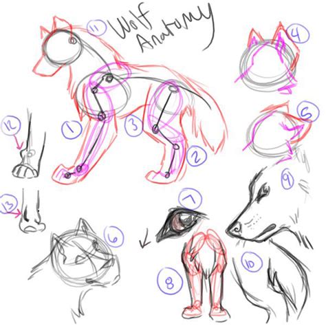 Star drawing the head by drawing a shape close to a circle for the front view and a slight oval for the side view. Basic Wolf Anatomy by FlannMoriath on DeviantArt