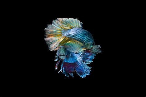 Halfmoon Betta Fish Care And Tips Pethelpful