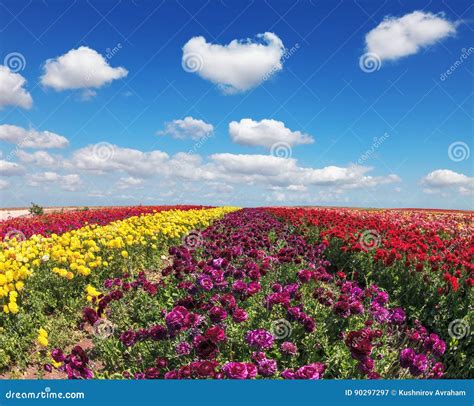 Endless Fields Of Flowers Stock Image Image Of Blossom 90297297