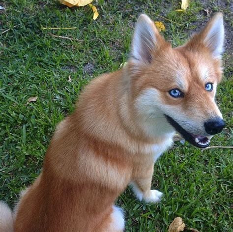 Meet Mya An Adorable Fox Whos Actually An Adorable Dog