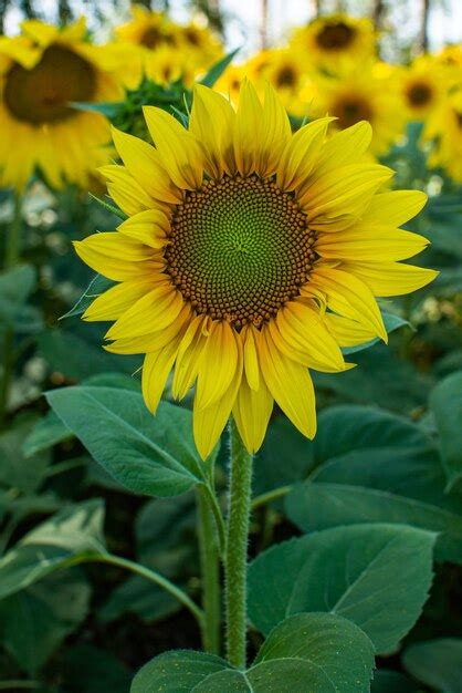 Premium Photo Sunflowers Against Blue Sky
