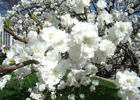 We are a family owned and operated online plant nursery that ships to georgia trees. Consumer Qs: Flowering peach grown for ornamental reasons ...