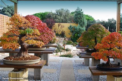 Beautiful Bonsai Garden At Just The Right Moment Bonsai Bark
