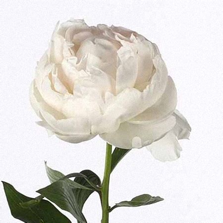 Find this pin and more on peony shop by ginette casgrain. Ordering Catalog