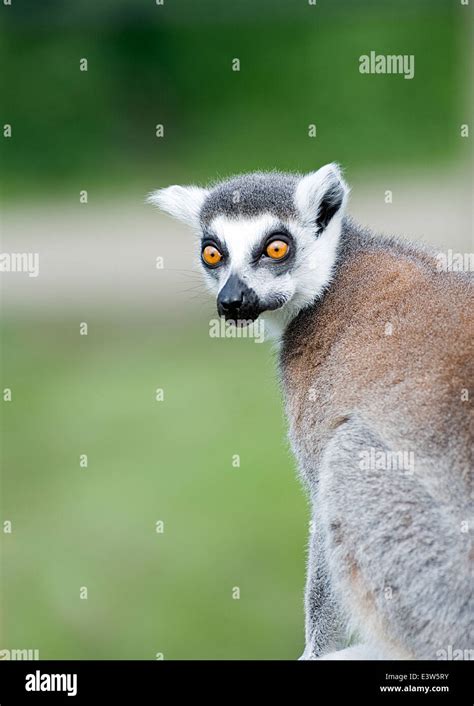 A Ring Tailed Lemur Stock Photo Alamy