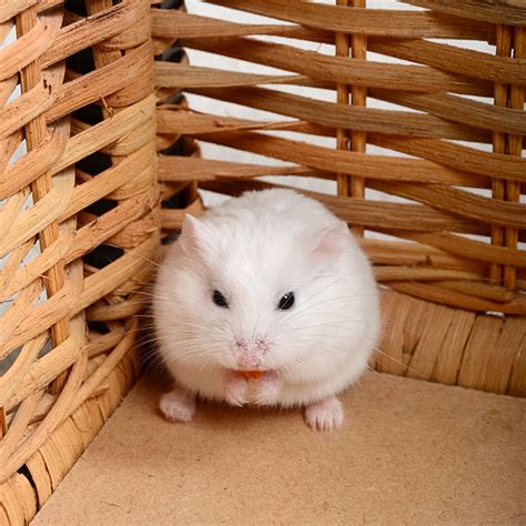 Best White Roborovski Dwarf Hamster Stock Photos Pictures