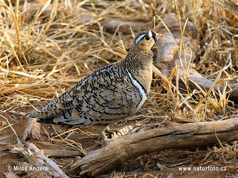 Black Faced Sandgrouse Photos Black Faced Sandgrouse Images Nature