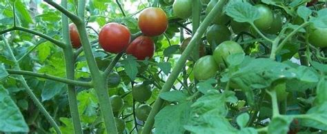 The fruit holds well on vigorous plants that are best staked. Tomato Lycopersicon lycopersicum 'Sweet Million'