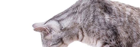 7 Low Carb Cat Food (And Tips On How To Choose The Best ...