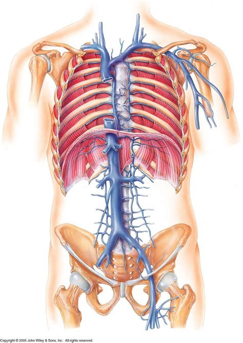 Vena Cava Diagram Quizlet