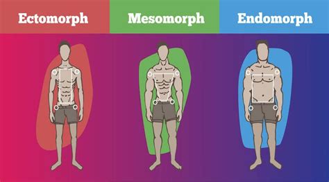 Programma di allenamento in multi frequenza della durata di 1 anno intero composto da ben 10 l'ectomorfo è un hard gainer che ha difficoltà a crescere in termini di massa muscolare, poco. Somatotipo: sei ectomorfo, mesomorfo o endomorfo ...