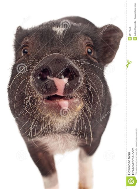 Close Up Boar Hog Cums In Woman Video