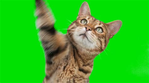 4k Green Screen Cat Footage Videos And Clips In Hd And 4k