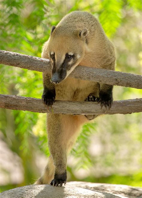Curious Coatis San Diego Zoo Wildlife Alliance Stories