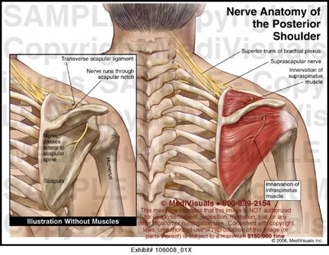 Nerve Anatomy Of The Posterior Shoulder Medical Exhibit