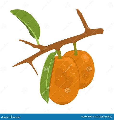 Ximenia Fruit Vector Stock Vector Illustration Of Gree 245649698
