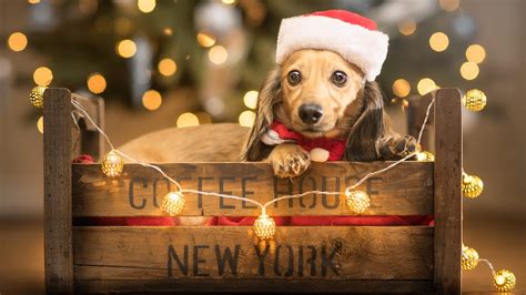 Baby Ped Puppy With Santa Hat And Christmas Lights Hd Animals