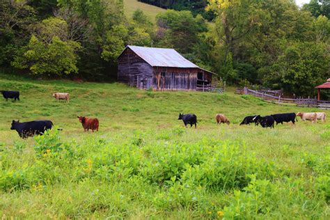 Small Farm Virginia | Farm animals, Small farm, Farm