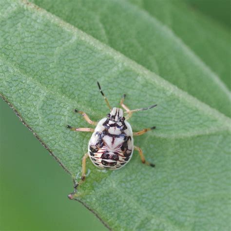 Obtenha um segundo vídeo stock com 35.000 segundos de a tiny speckled arctic tern a 23.98fps. Bug of the Week - A Couple of Stinkbugs - Riveredge Nature ...
