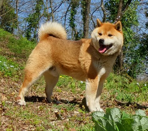 ɕiba inɯ) is a breed of hunting dog from japan. Shiba inu Allevamento Rugioro foto 19 - 266899