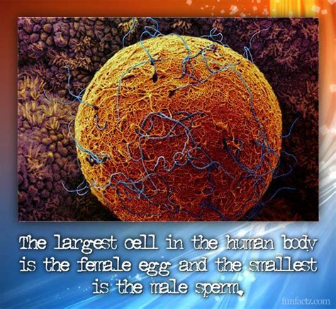 Largest Cell In Human Body Jalenmcypaul