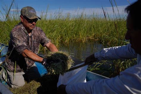 Minnesota Ojibwe Harvest Sacred Climate Imperiled Wild Rice