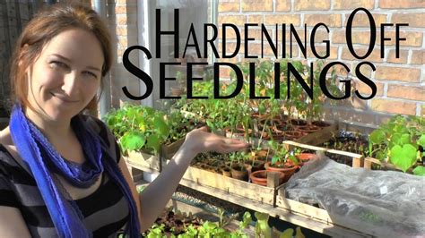 How To Harden Off Seedlings Seed Starting Basics On How To Grow A