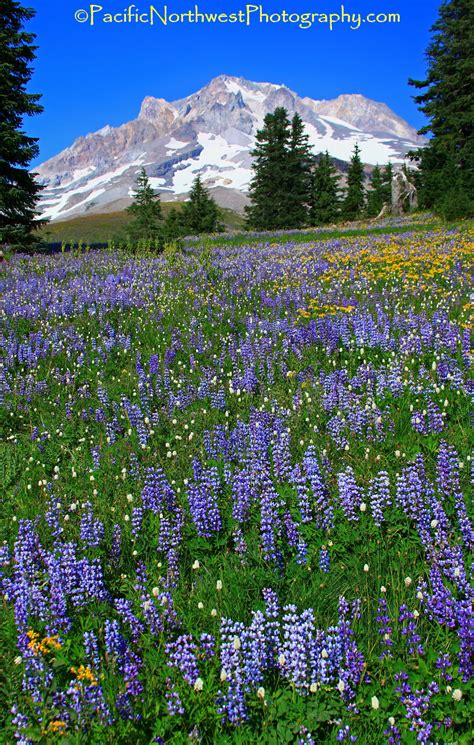 Wildflowers Along Mt Hood Oregon Pacific Crest Trail Wild Flowers