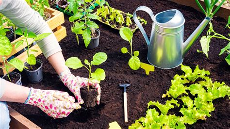 Transplanting Seedlings How To Do It Correctly Mother Earth News