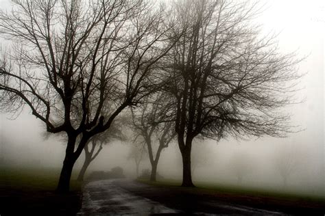 Download Fog Trees Wallpaper 1920x1280 Wallpoper 359766